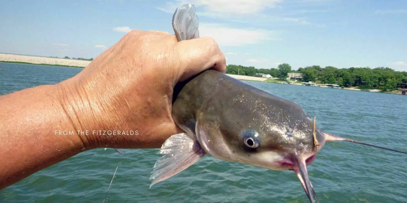 Fishing Catfish